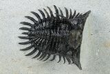 Short Trident Walliserops Trilobite - Timrzit, Morocco #254161-3